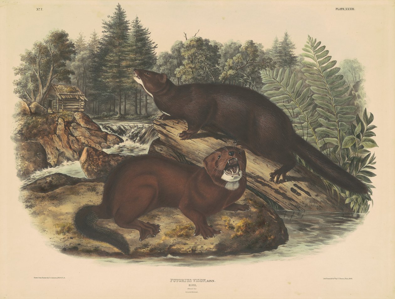 Mink by John T. Bowen, after John James Audubon