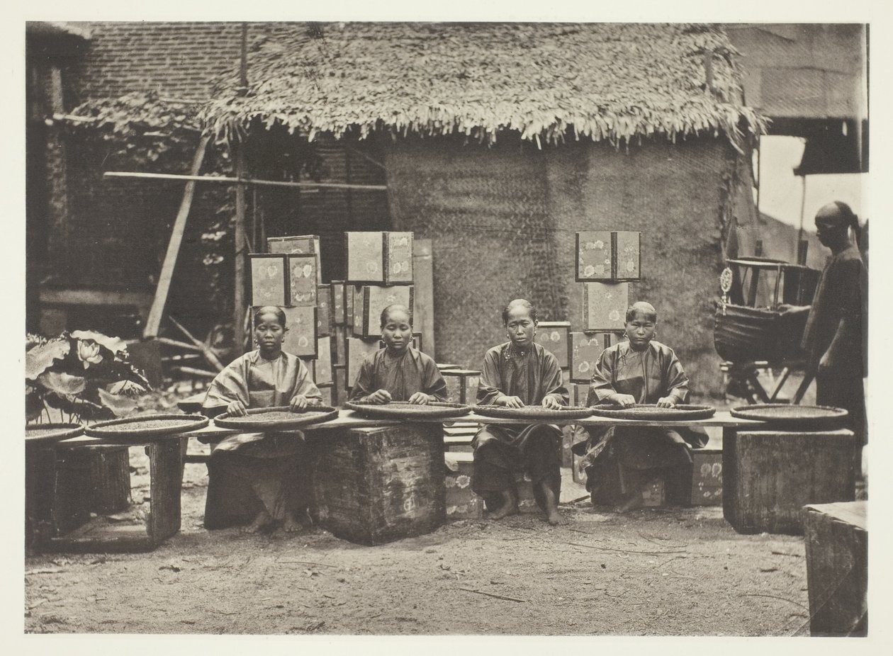 Tea-Picking in Canton by John Thomson