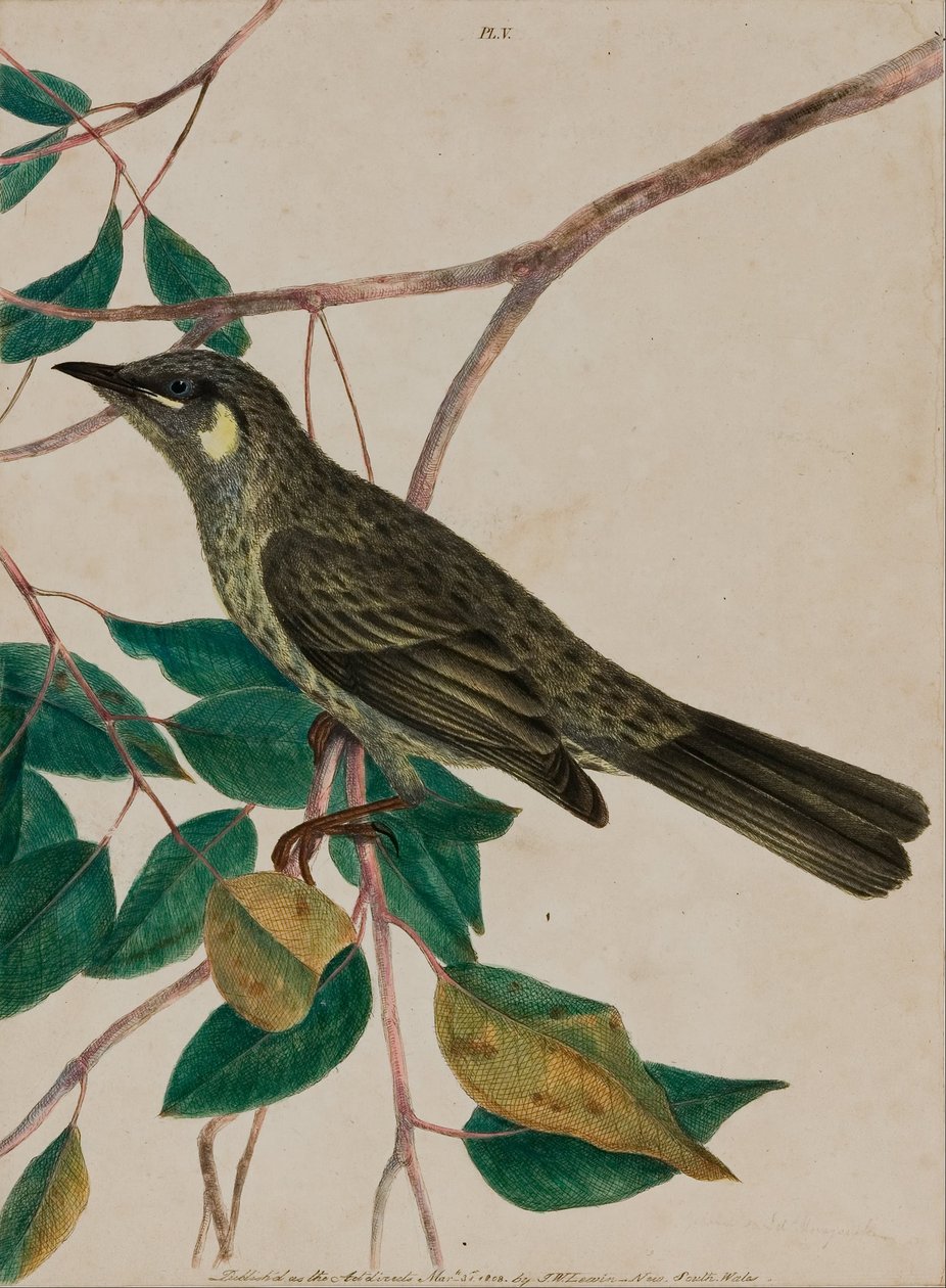 Yellow-eared honeysucker plate 5 from 
