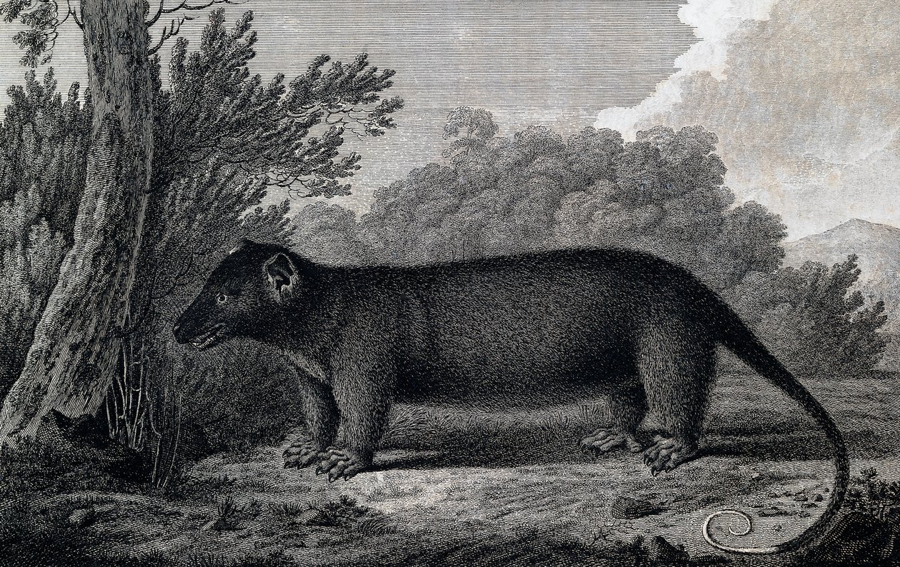 Opossum, Engraving after Drawing by John Webber Made During Third Voyage of James Cook by John Webber