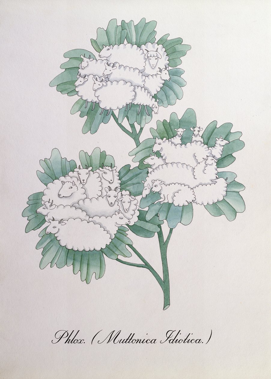 Phlox, Illustration from 