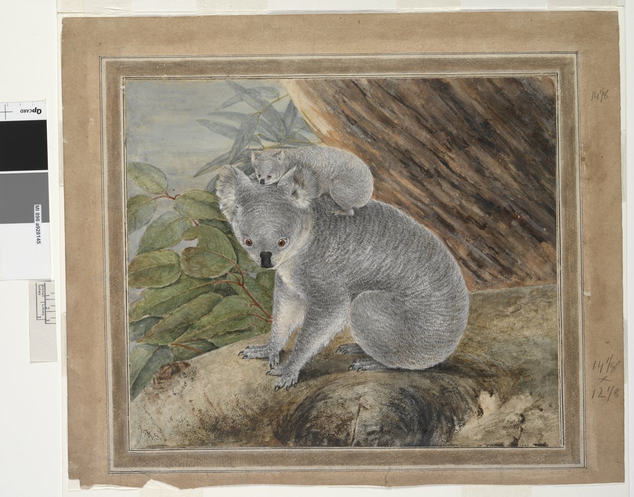 Koala and young, 1803 by John William Lewin