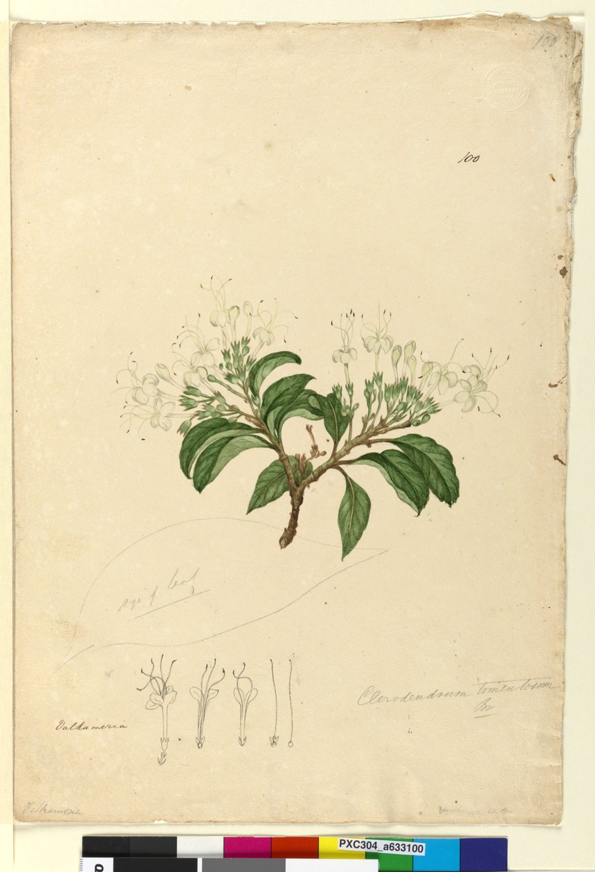 Page 100. Clerodendrum tomentosum by John William Lewin