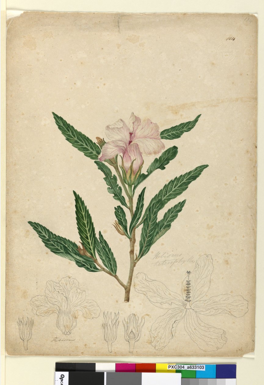 Page 104. Hibiscus heterophyllus by John William Lewin