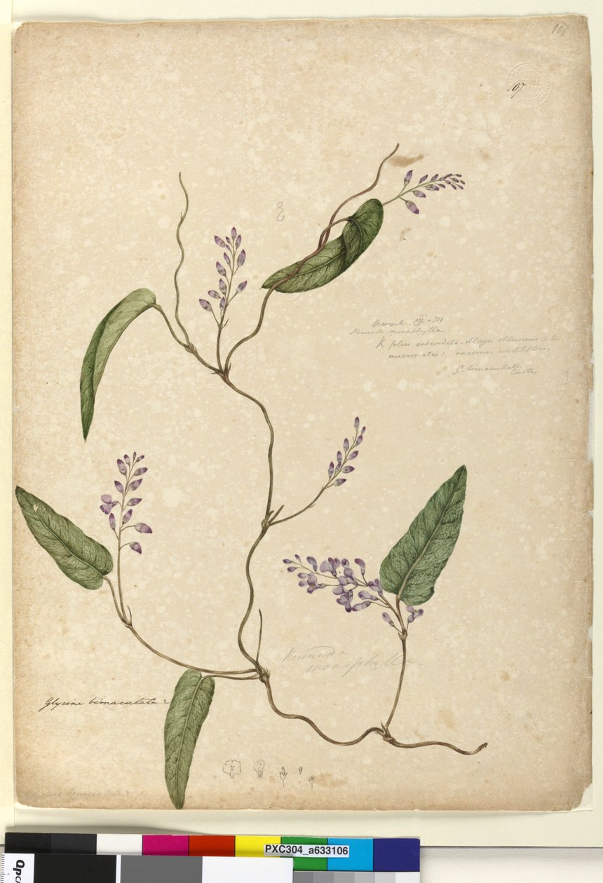 Page 107. Glycine bimaculataGlycine tabacina? by John William Lewin