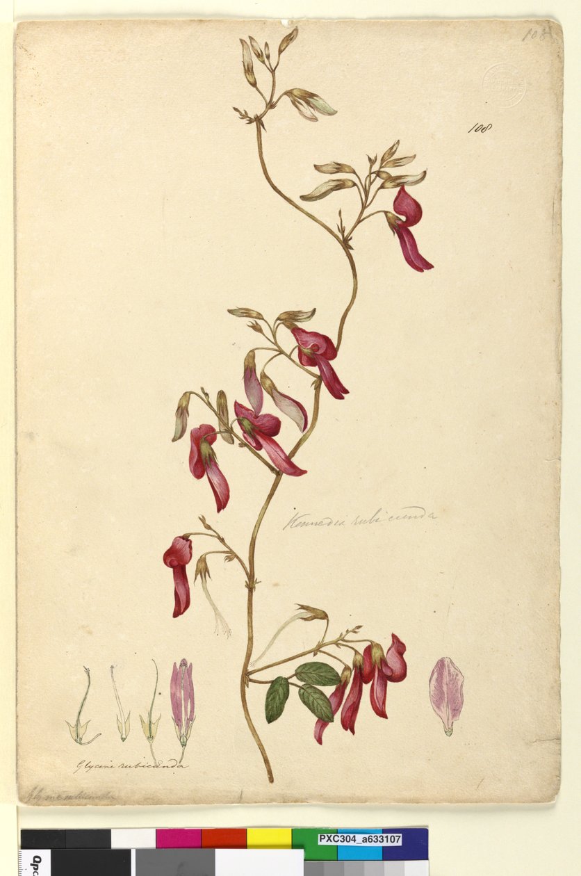 Page 108. Kennedia rubicunda by John William Lewin