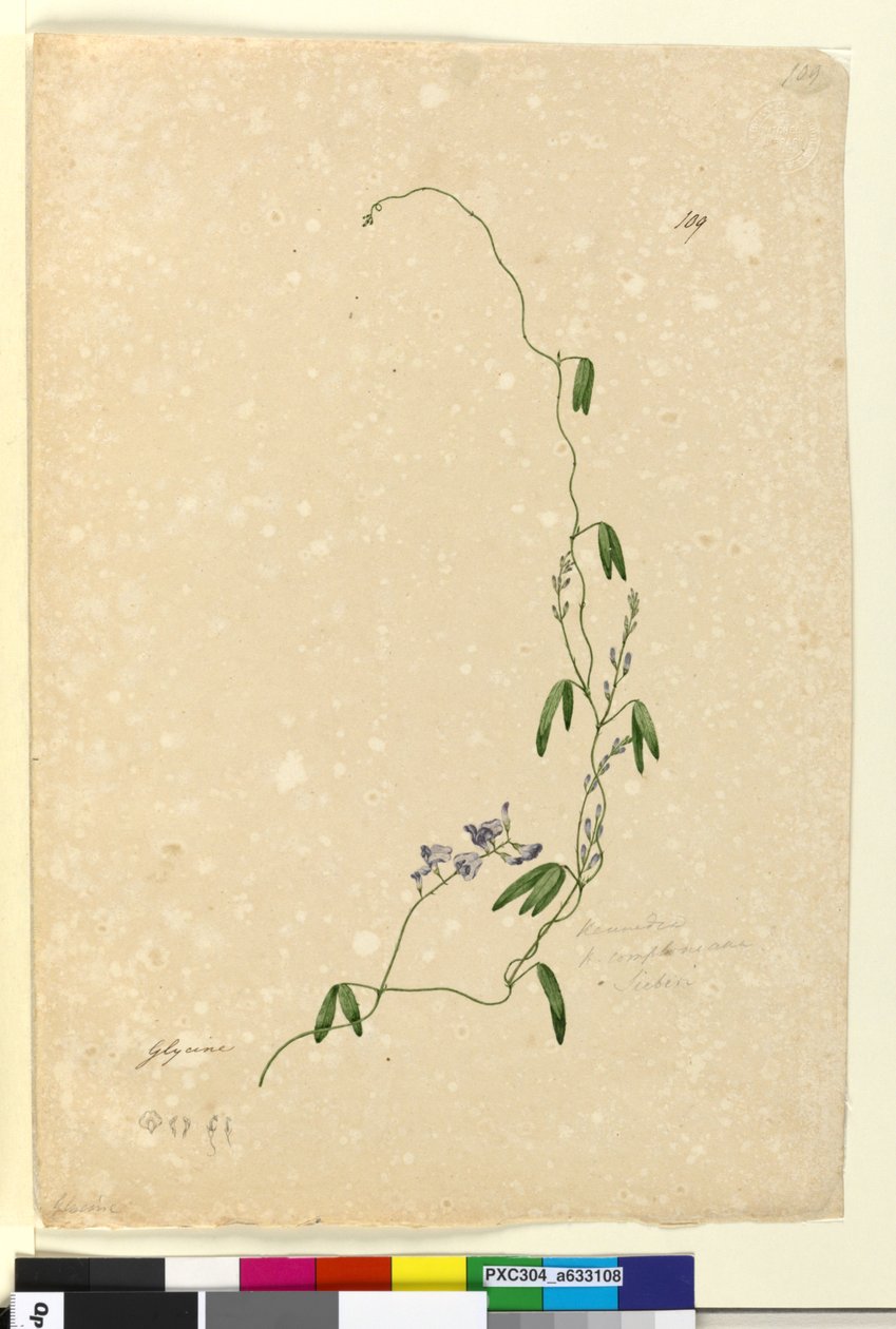 Page 109. Kennedia comptonianaHardenbergia comptoniana by John William Lewin