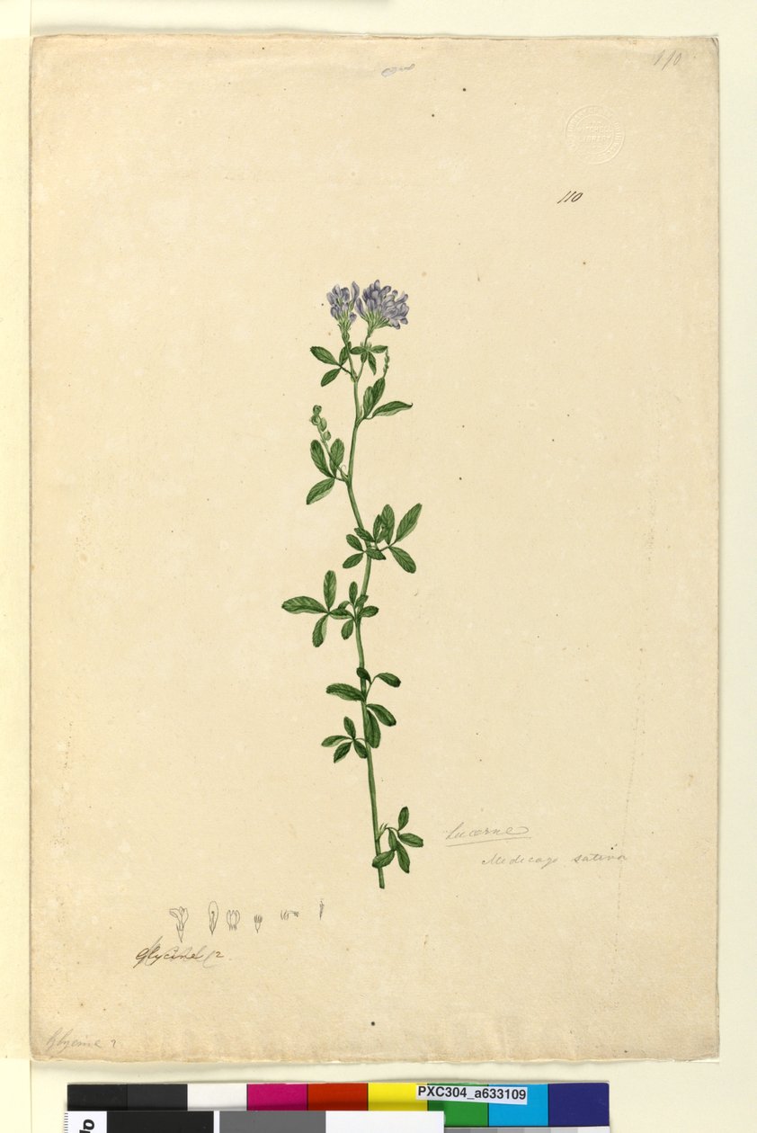 Page 110. Medicago sativa by John William Lewin