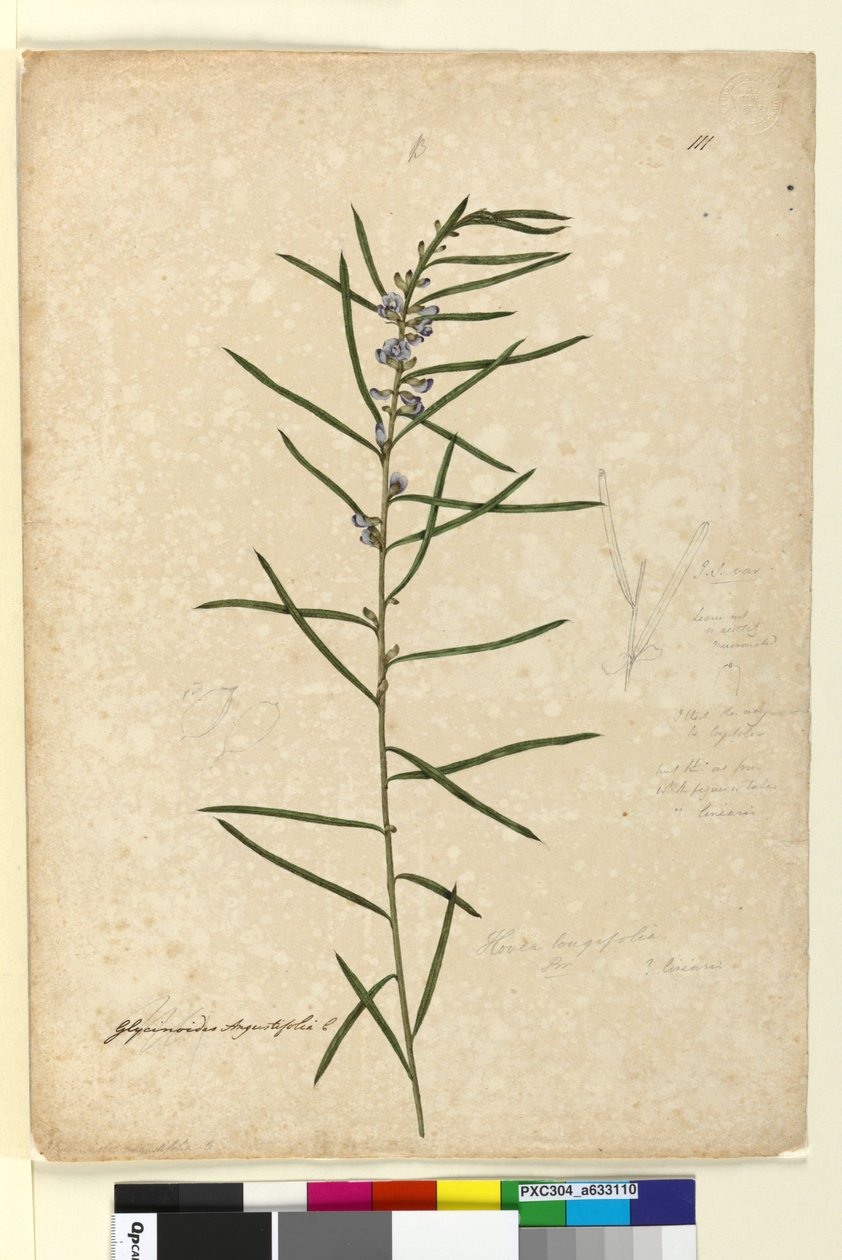 Page 111. Hovea longifolia by John William Lewin