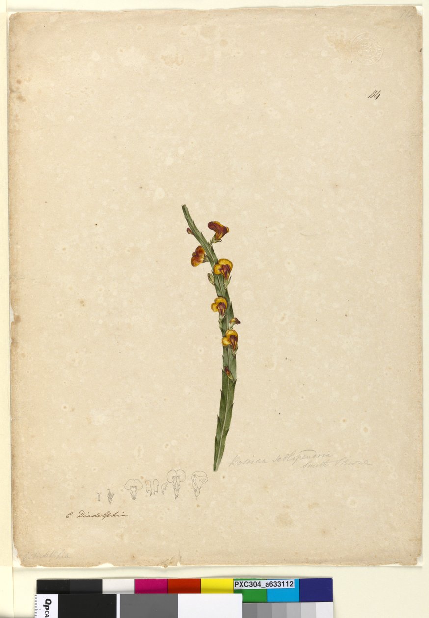 Page 114. Bossiaea scolopendria by John William Lewin