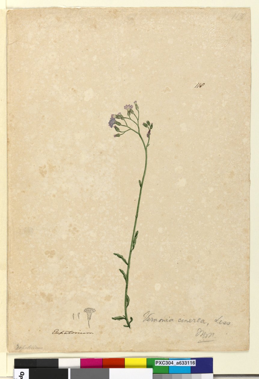 Page 118. Vernonia cinerea by John William Lewin
