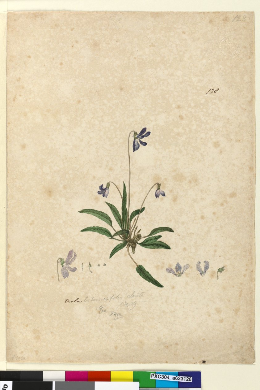Page 128. Viola betonicifolia by John William Lewin