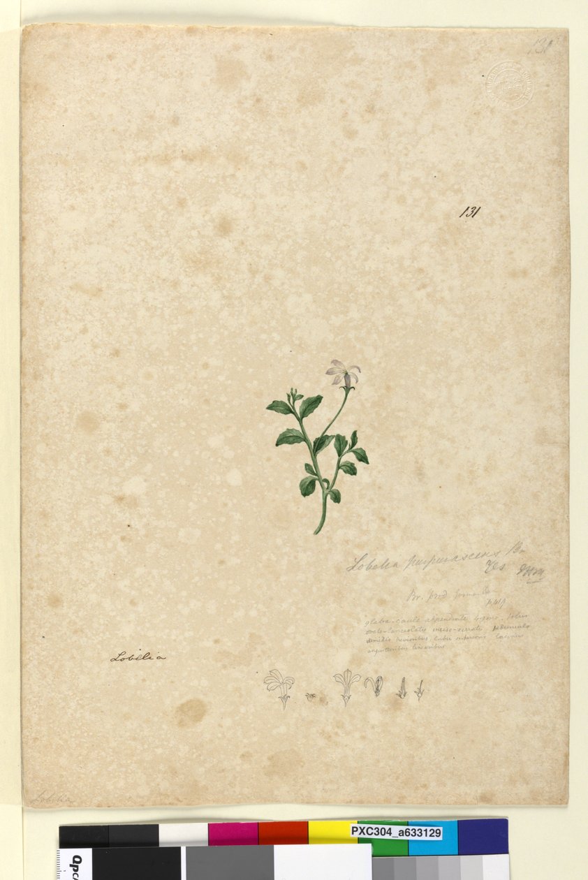 Page 131. Lobelia purpurascens by John William Lewin
