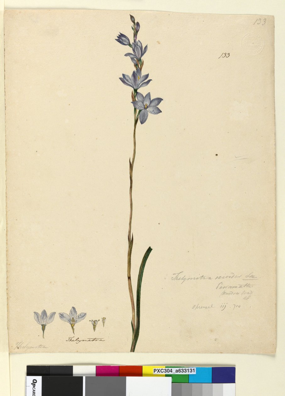 Page 133. Thelymitra ixioides by John William Lewin