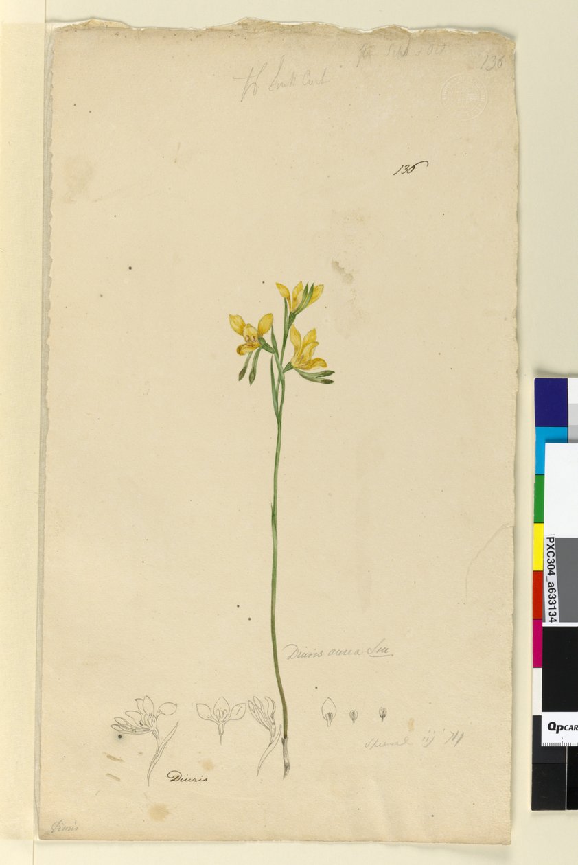 Page 136. Diuris aurea by John William Lewin
