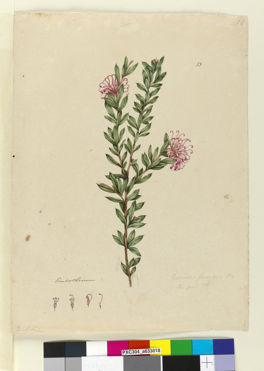 Grevillea punicea by John William Lewin