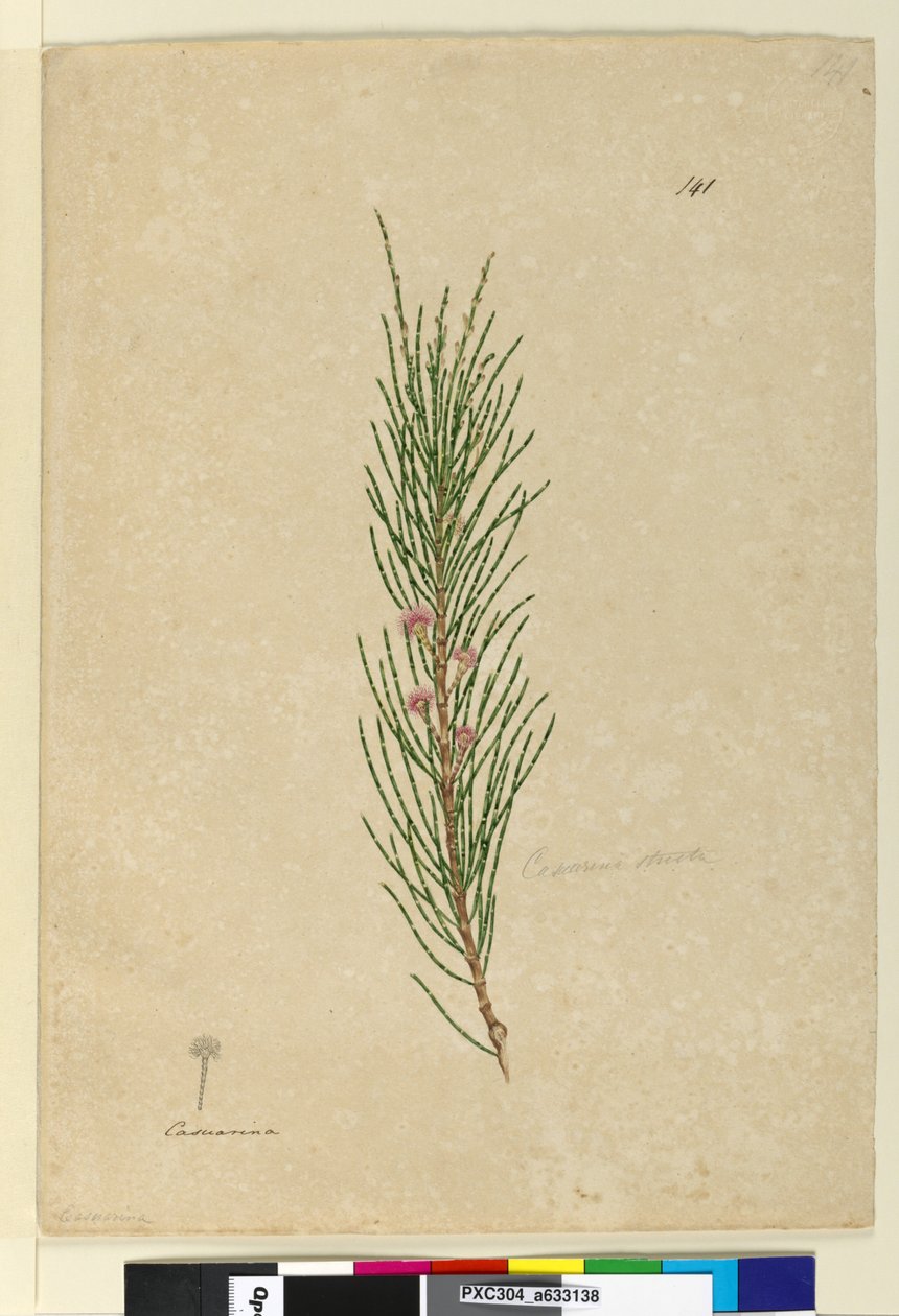 Page 141. Casuarina strictaAllocasuarina verticillata by John William Lewin