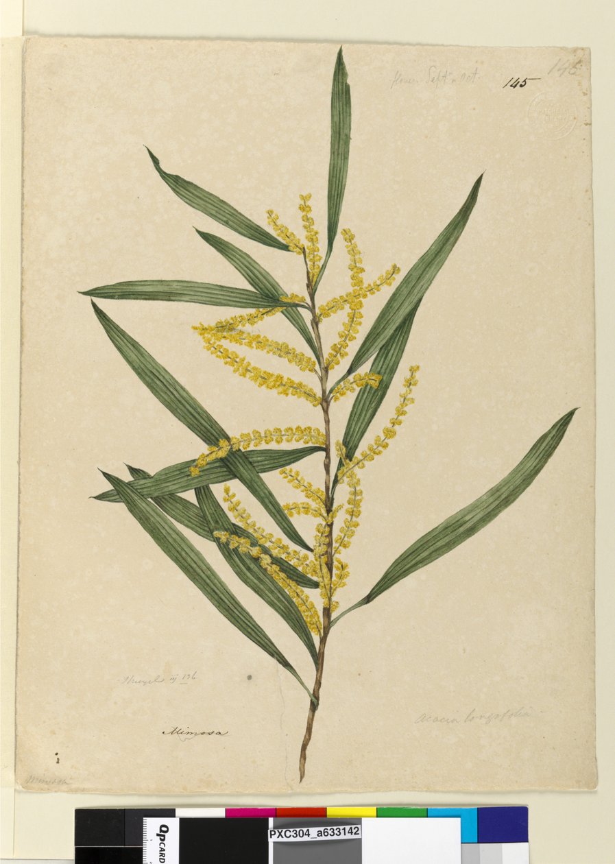 Page 145. Acacia longifolia by John William Lewin