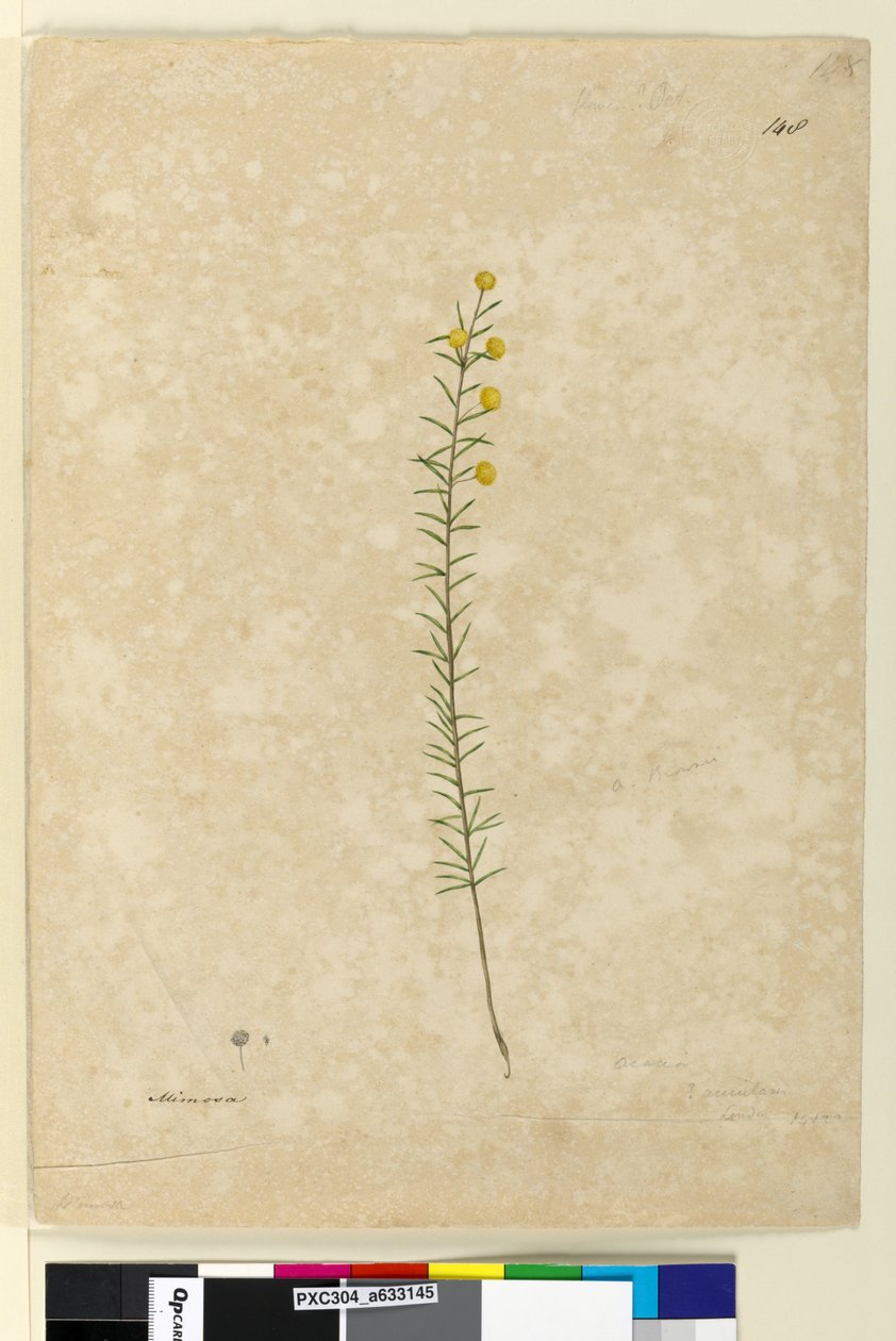 Page 148. Acacia aciculares, c.1803-06 by John William Lewin