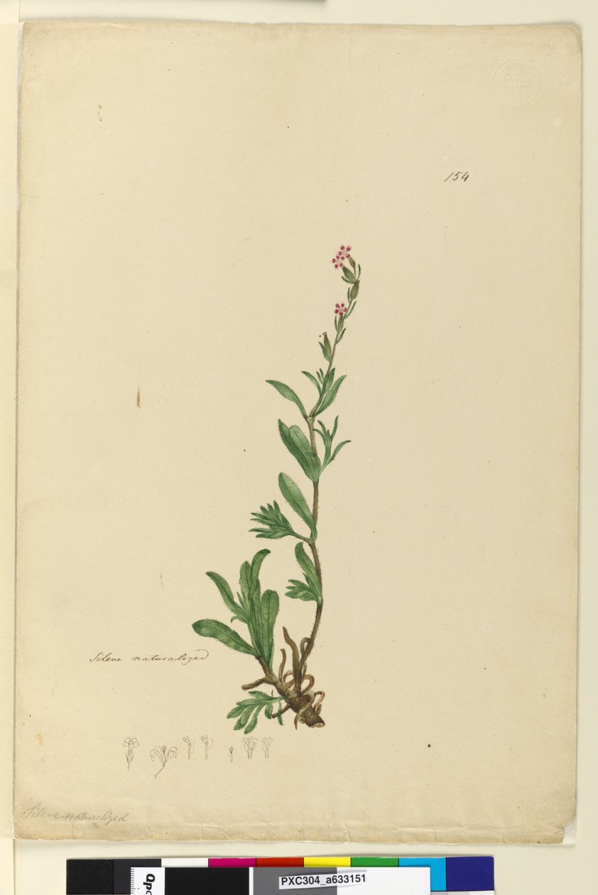Page 154. Silene naturalized by John William Lewin