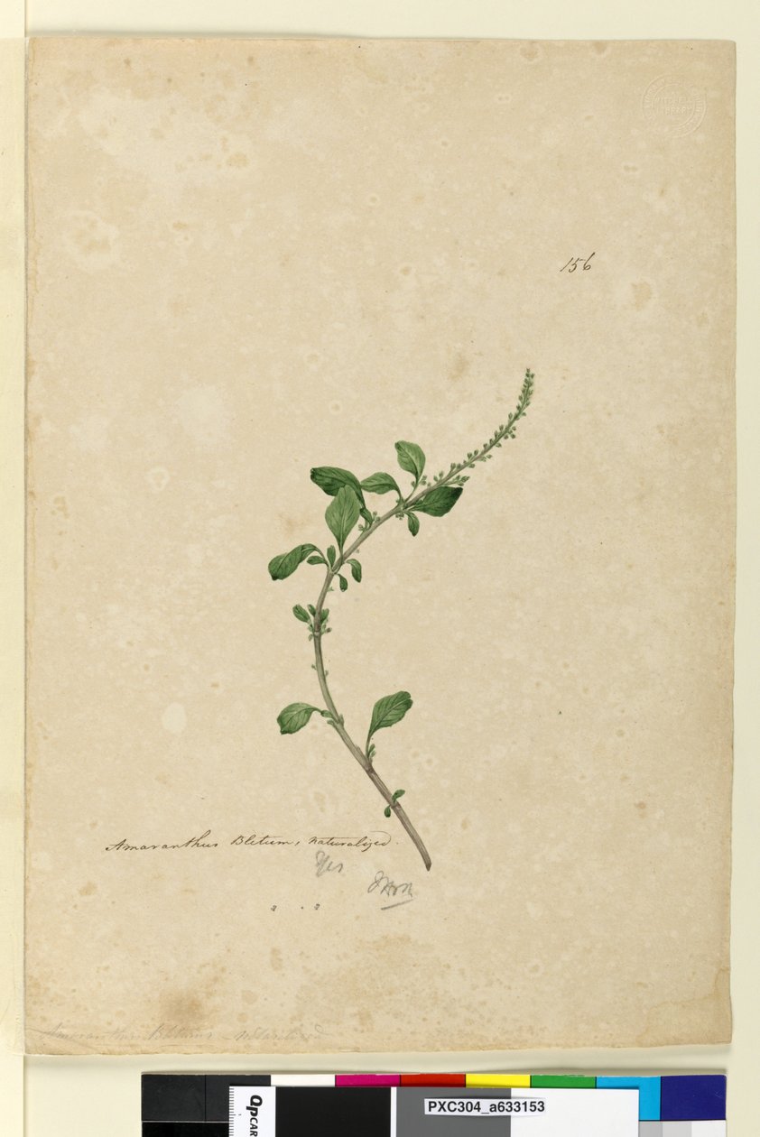 Page 156. Amaranthus Blitum by John William Lewin