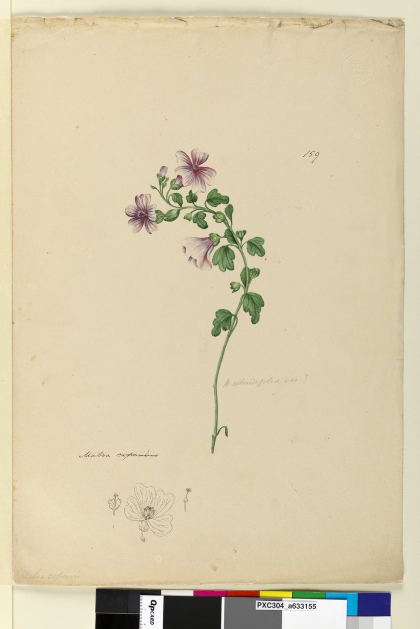 Page 159. Malva capensis by John William Lewin