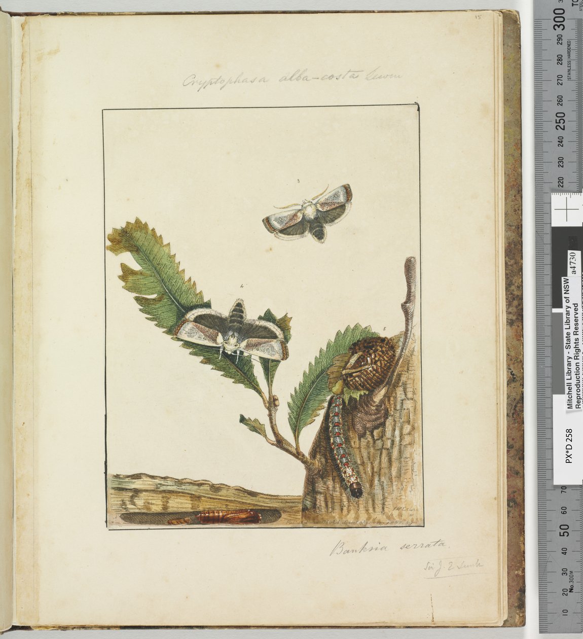 Page 15. Plate 4 Cryptophasa alba, costa Lewin, 1803-04 by John William Lewin
