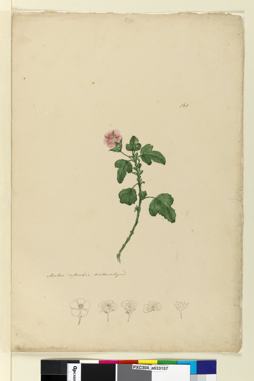 Page 161. Malva capensis by John William Lewin