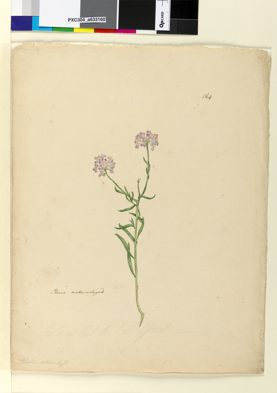 Page 164. Iberis naturalized by John William Lewin