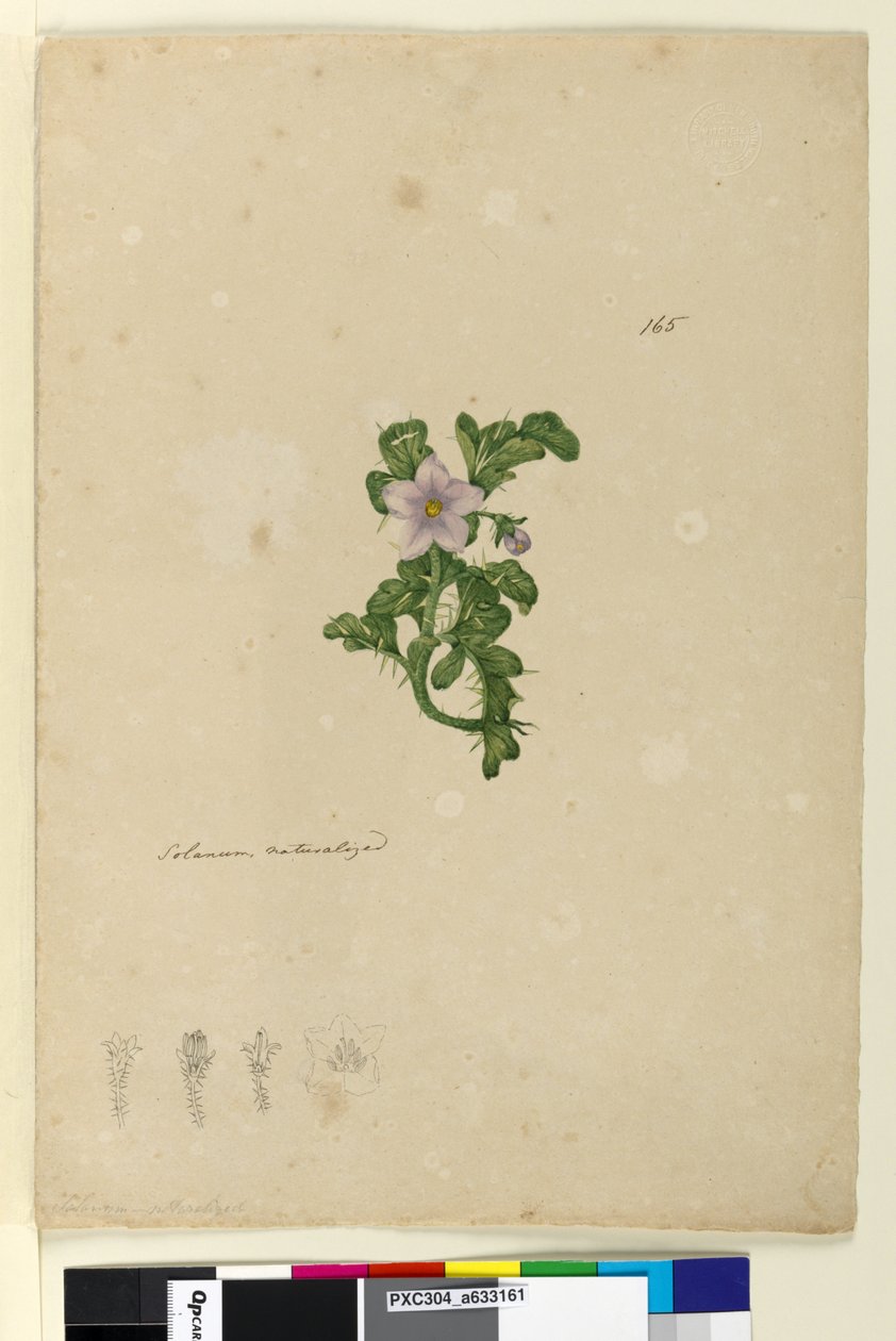 Page 165. Solanum naturalized by John William Lewin