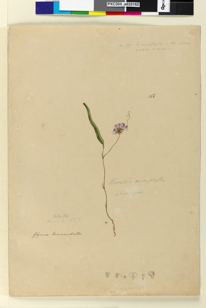 Page 166. Kennedia monophylla Hardenbergia violacea by John William Lewin