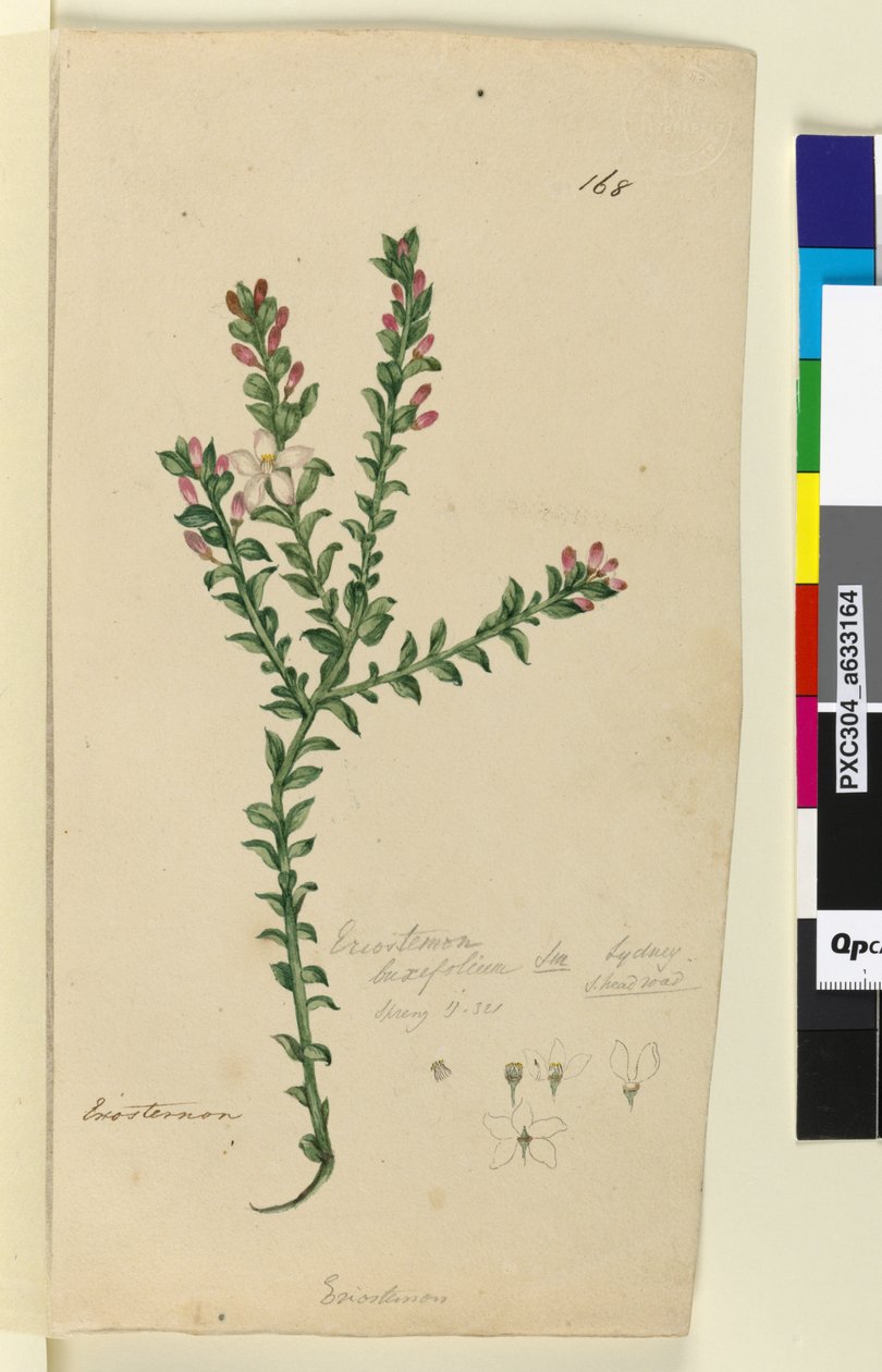 Page 168. Eriostemon buxifolium by John William Lewin