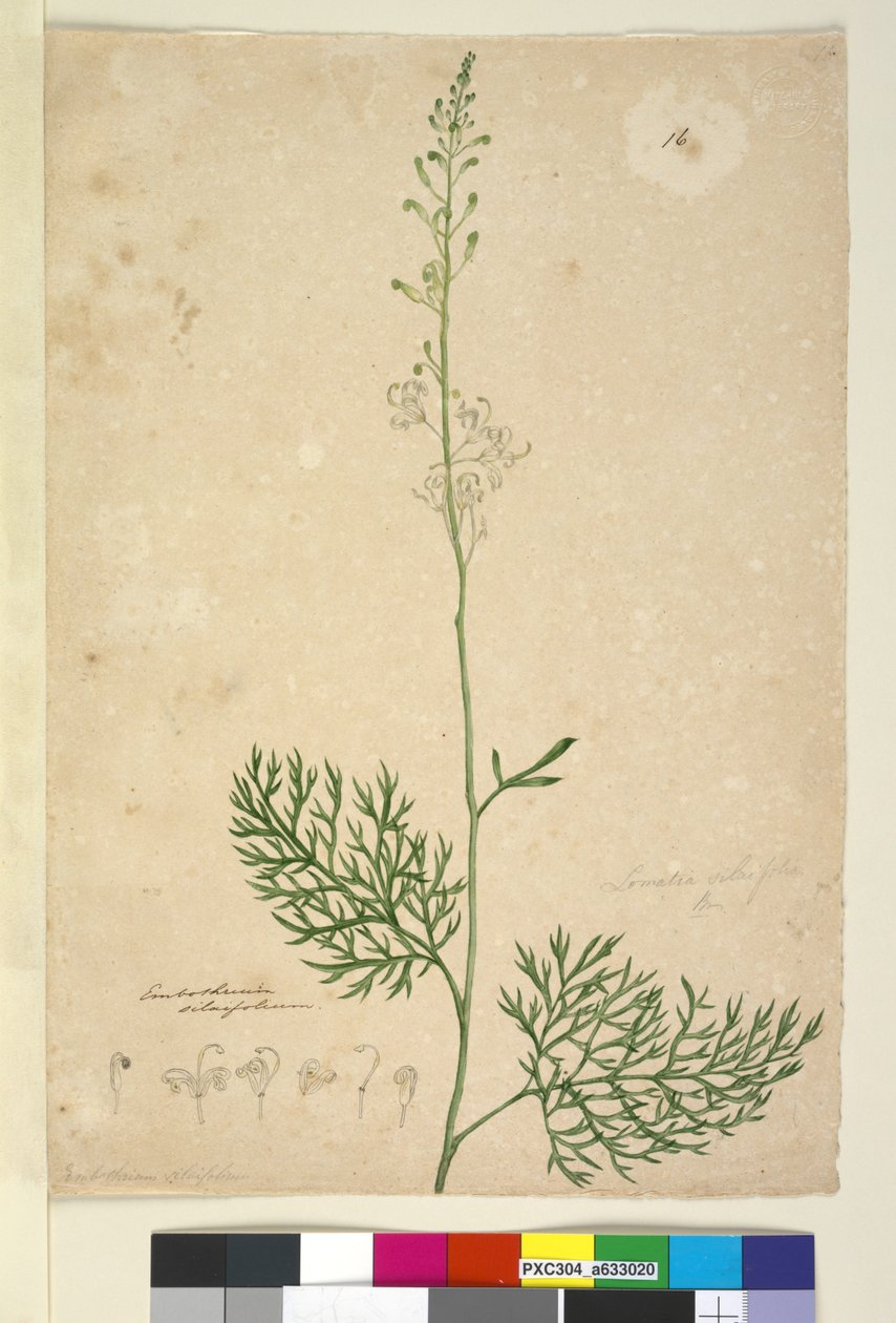 Lomatia silaifolia by John William Lewin