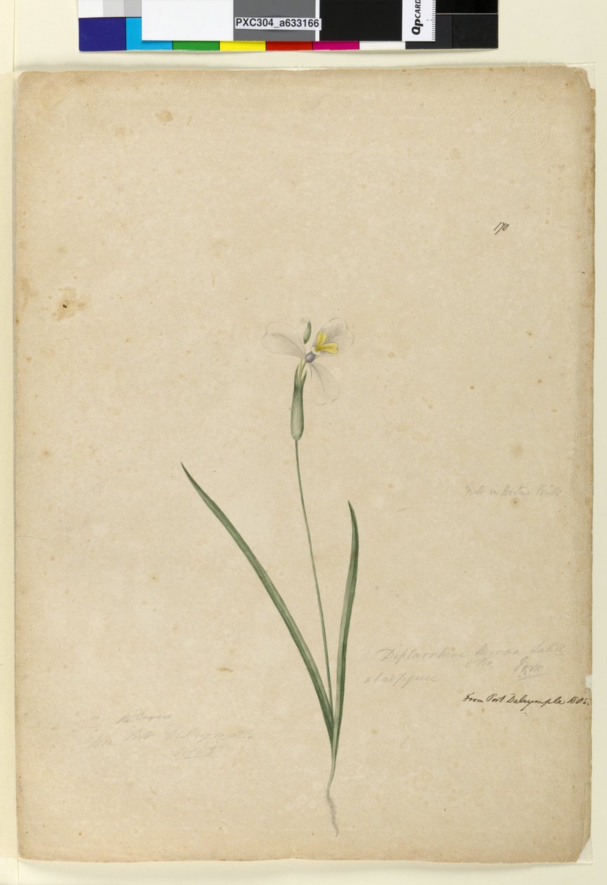 Page 170. Diplarrhena moraea by John William Lewin