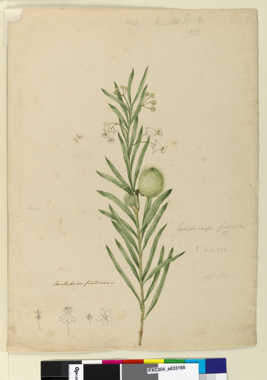 Page 173. Asclepias fruticosa by John William Lewin