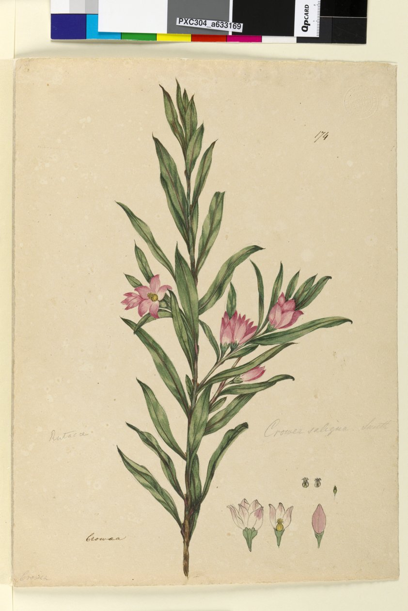 Page 174. Crowea saligna by John William Lewin