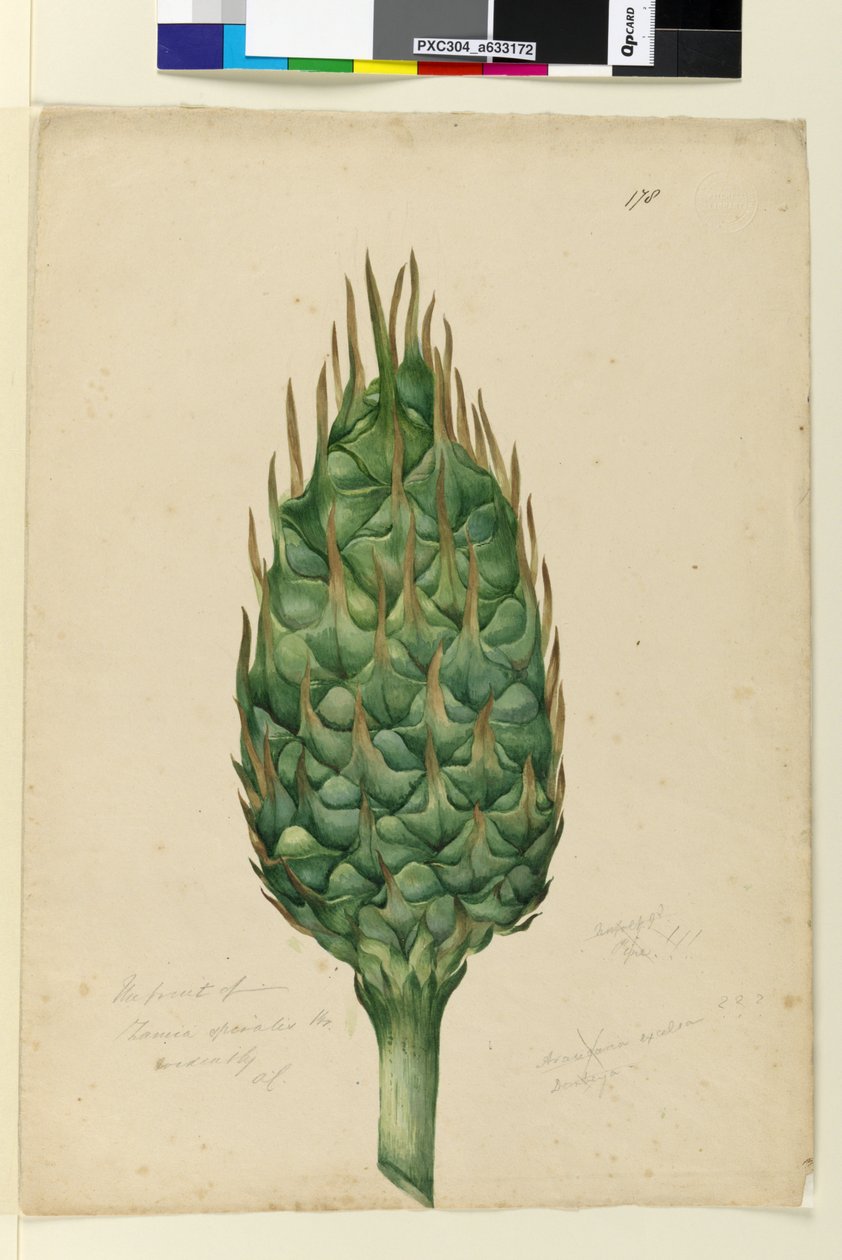 Page 178. The fruit of Zamia spiralis by John William Lewin