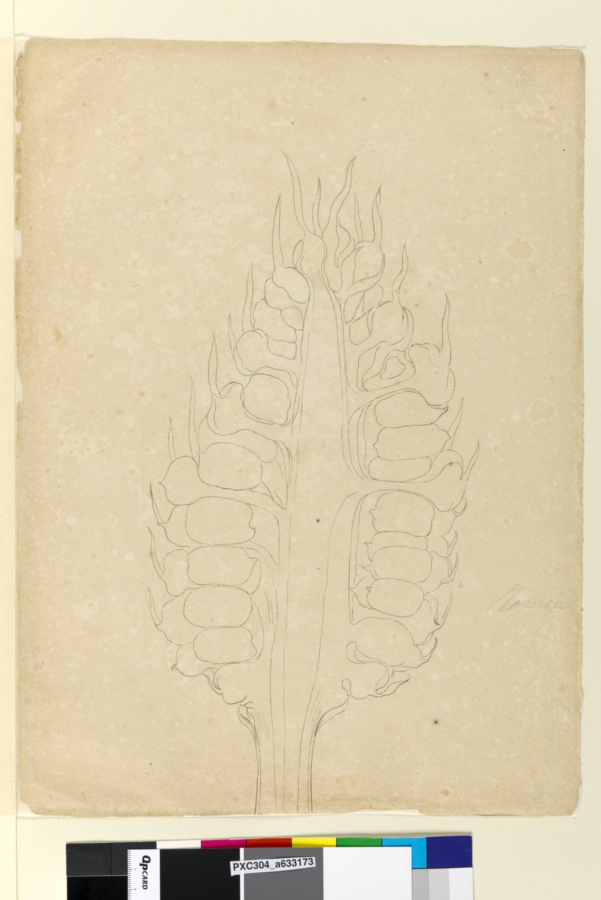 Page 178a. Zamia by John William Lewin