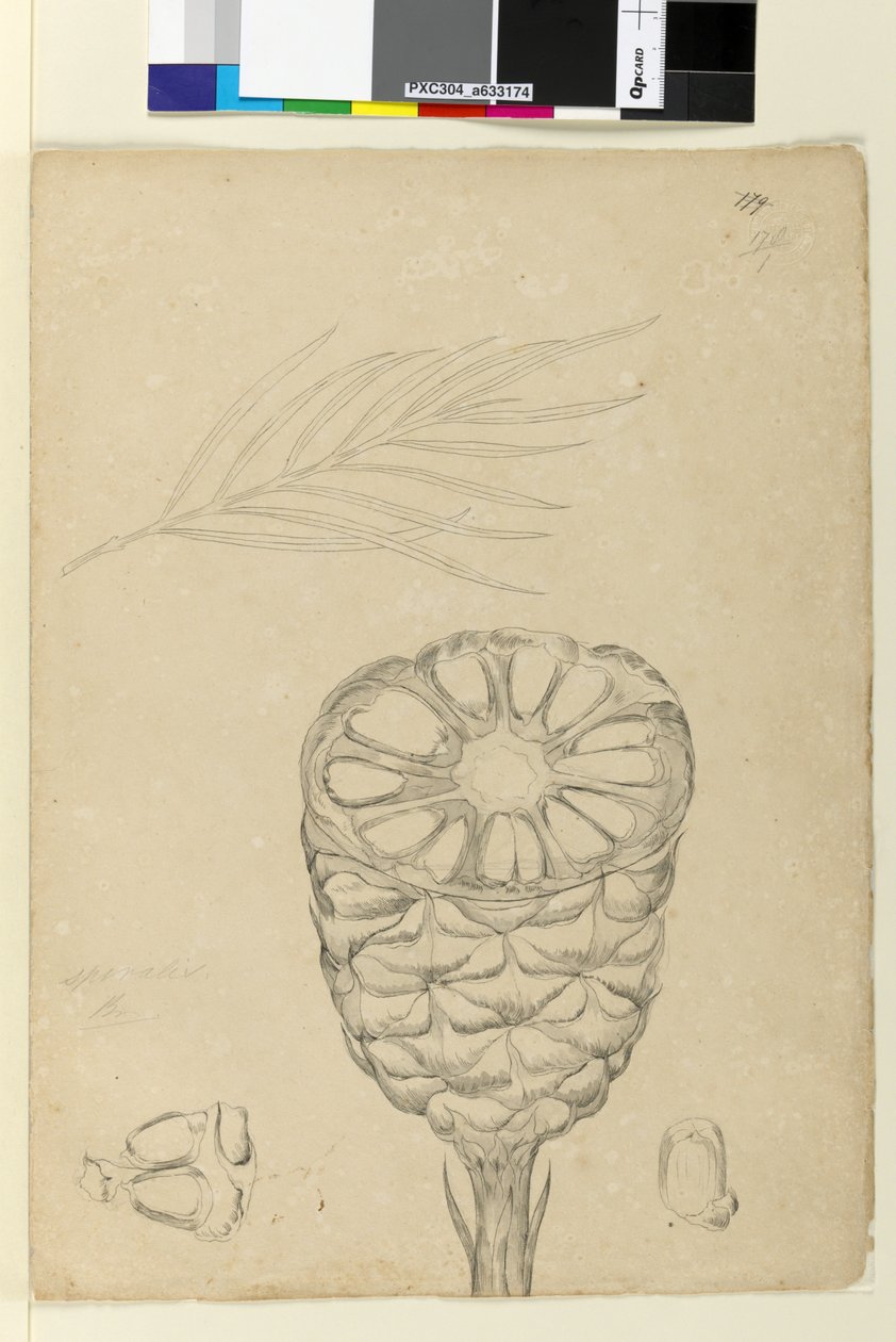 Page 178b. Spiralis by John William Lewin