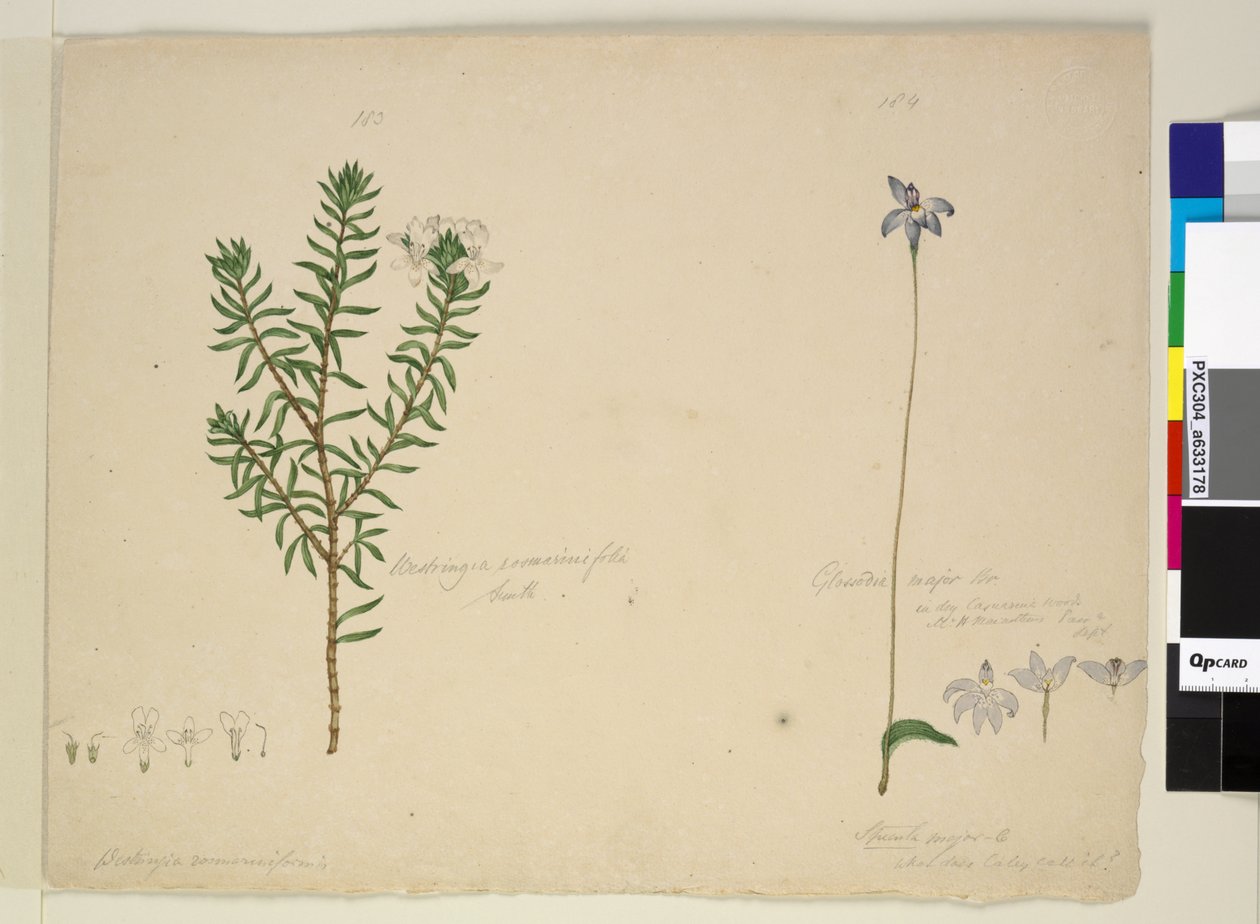 Page 183. Westringia rosmarinifolia Westringia fruiticosa; 184. Glossodia major by John William Lewin