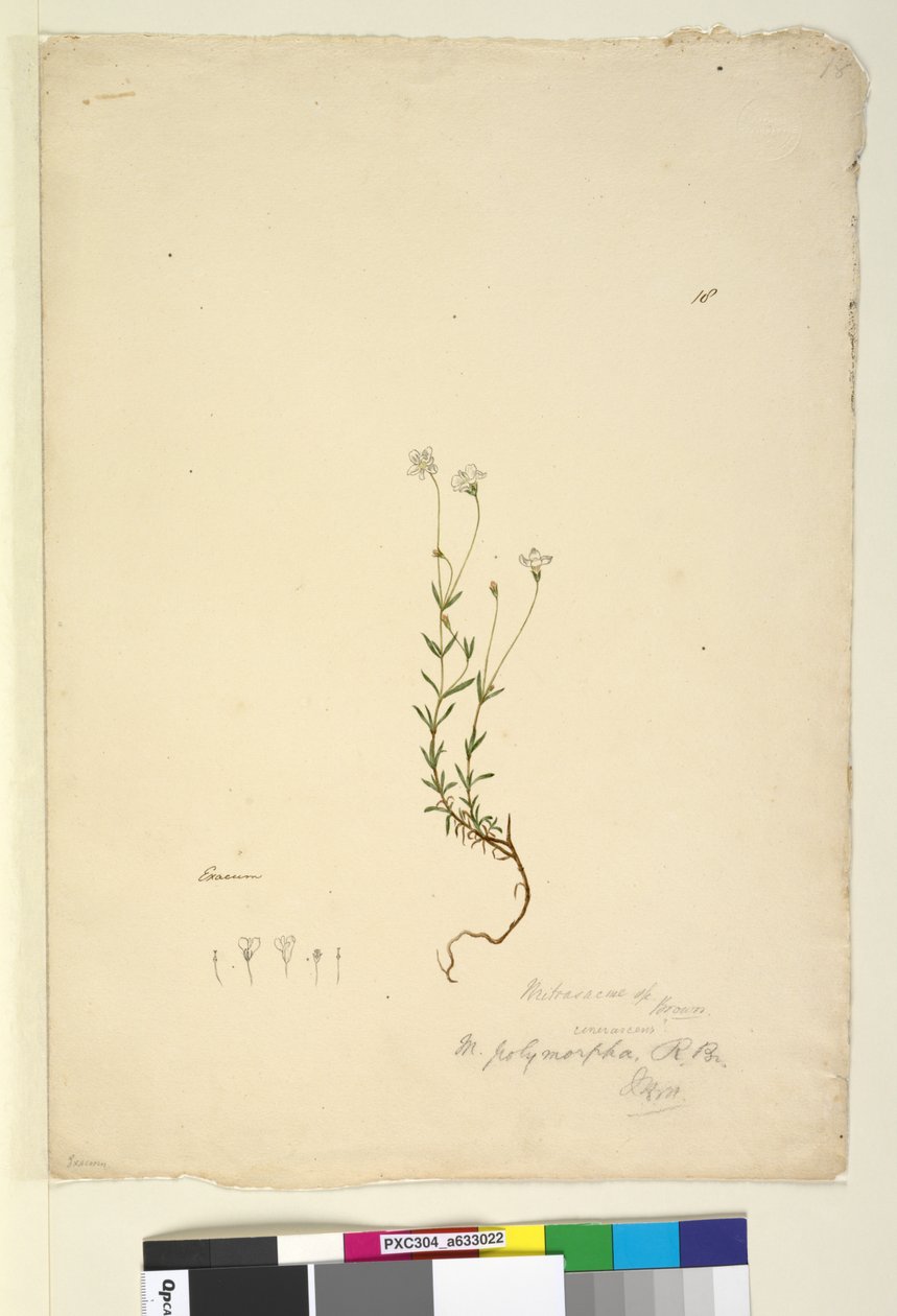 Mitrasacme polymorpha by John William Lewin