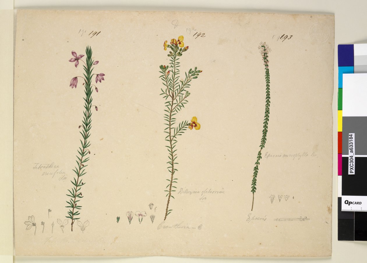Page 191. Tetratheca ericifolia; 192. Dillwynia glaberrima; 193. Epacris microphylla by John William Lewin