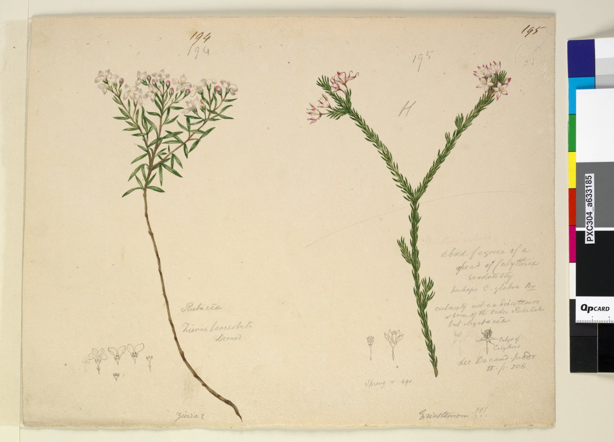 Page 194. Zieria lanceolata Zieria smithii; 195. A bad figure of a species of Calythrix by John William Lewin