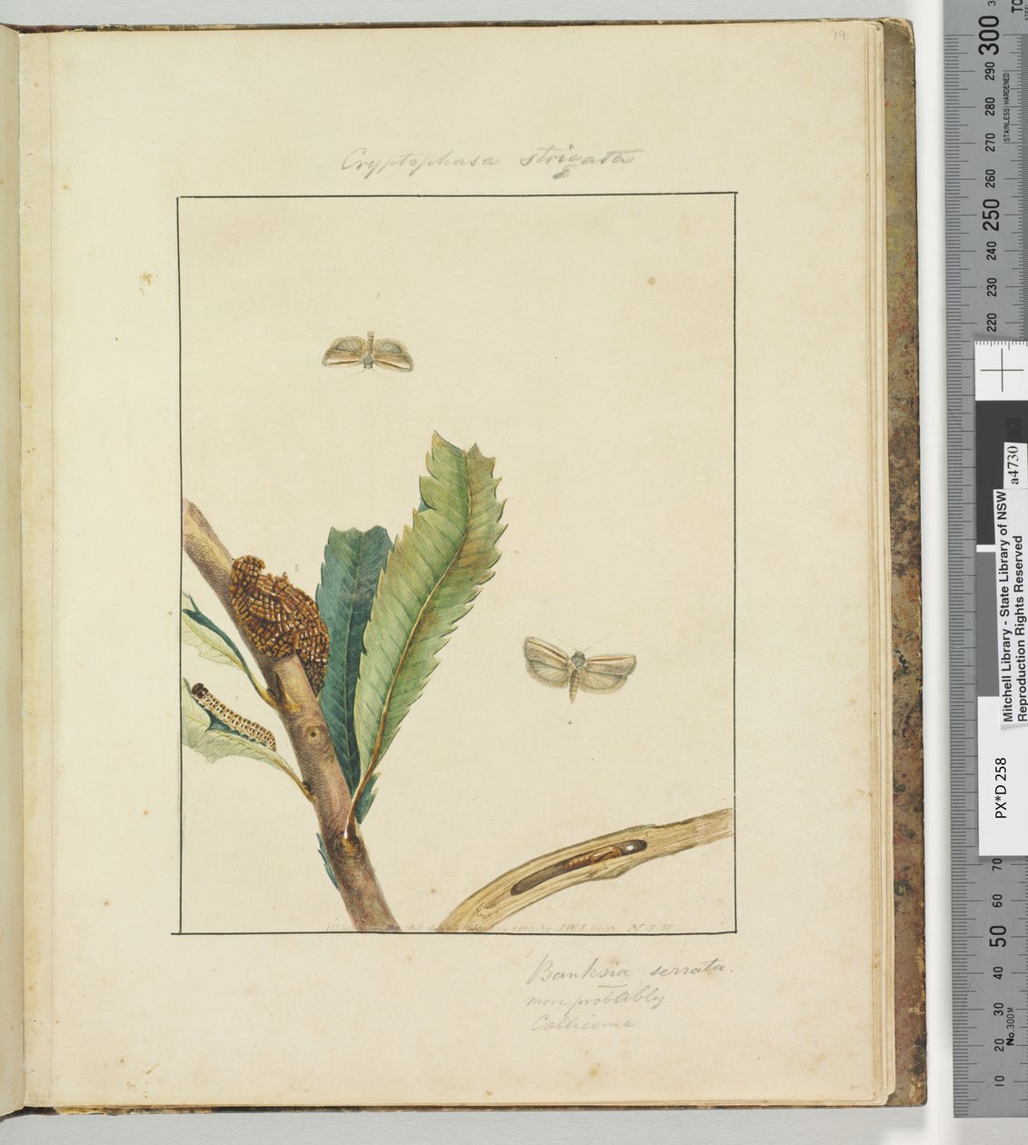 Page 19. Plate 5 Cryptophasa Strigata, 1803-04 by John William Lewin