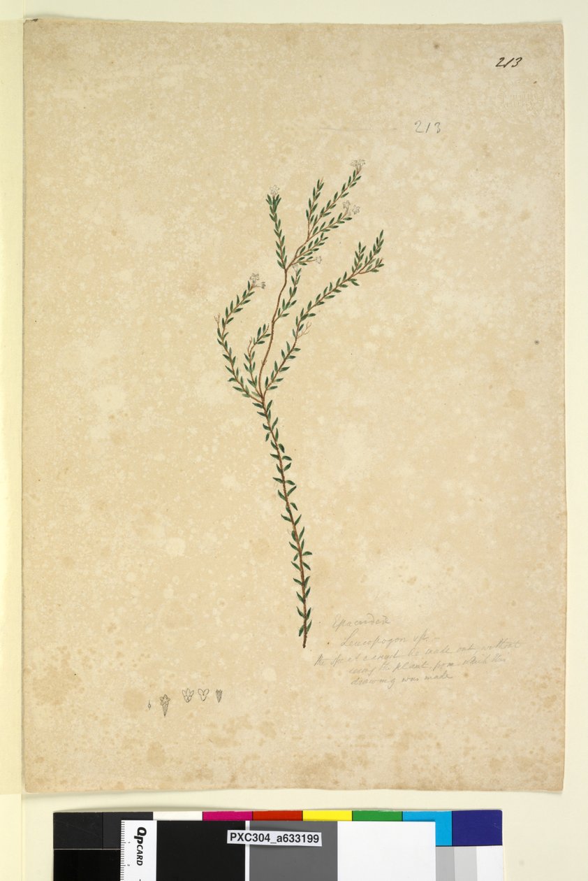 Page 213. Epacrideae Leucopogon sp. by John William Lewin