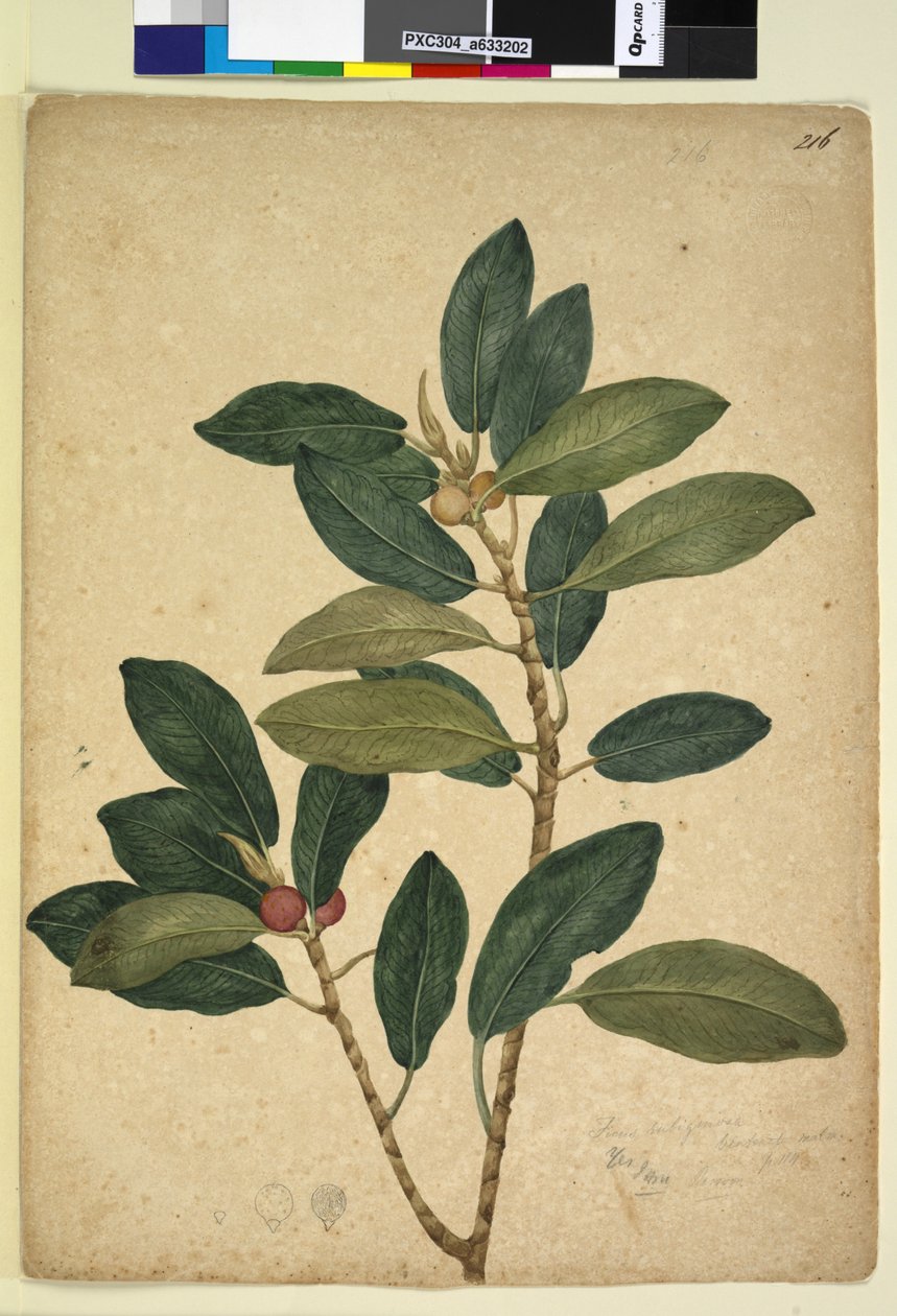 Page 216. Ficus rubiginosa by John William Lewin