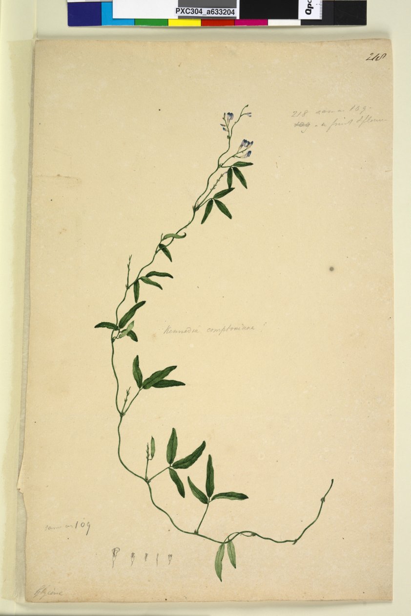 Page 218. Kennedia comptoniana Hardenbergia comptoniana by John William Lewin