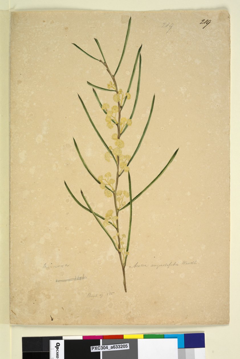 Page 219. Acacia angustifolia by John William Lewin