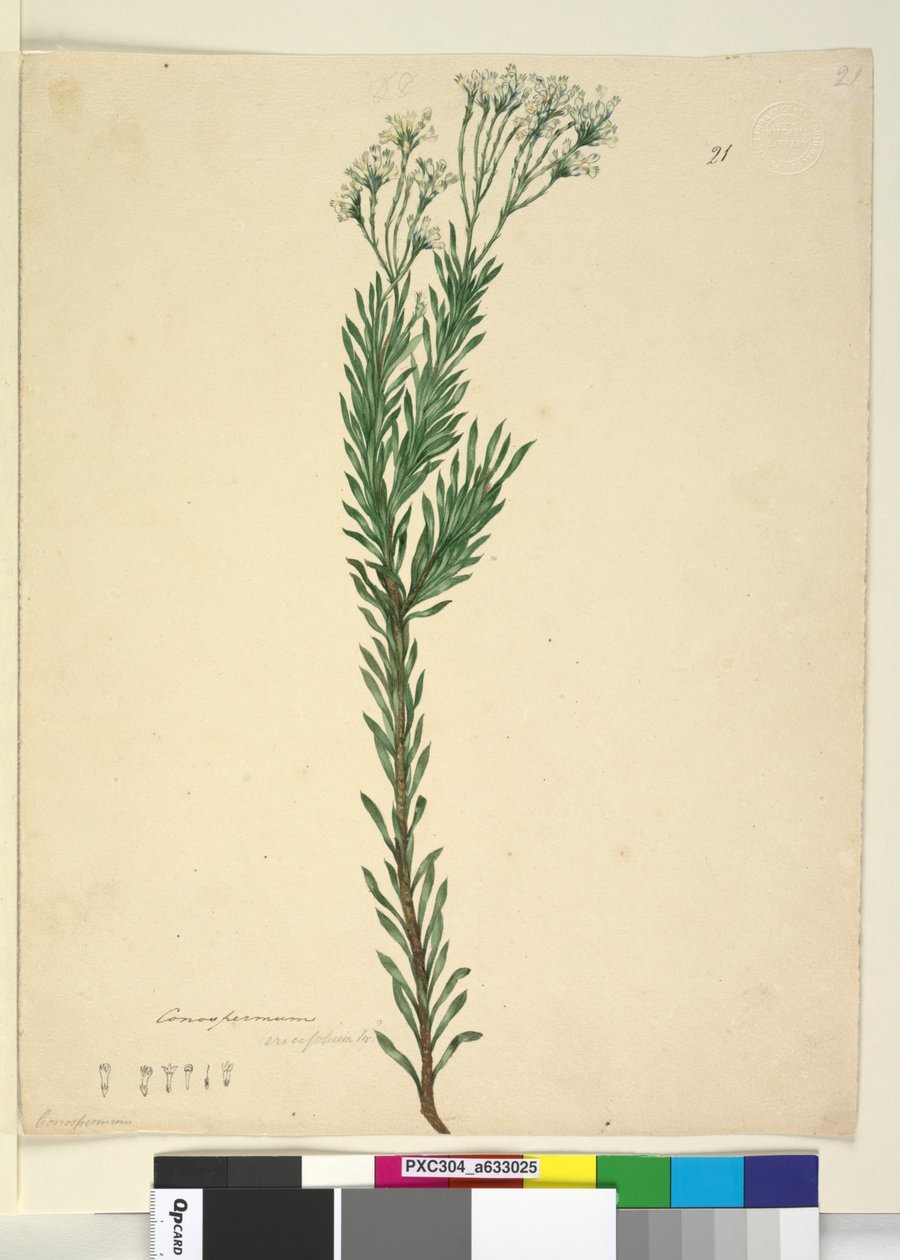 Conospermum ericifolium by John William Lewin