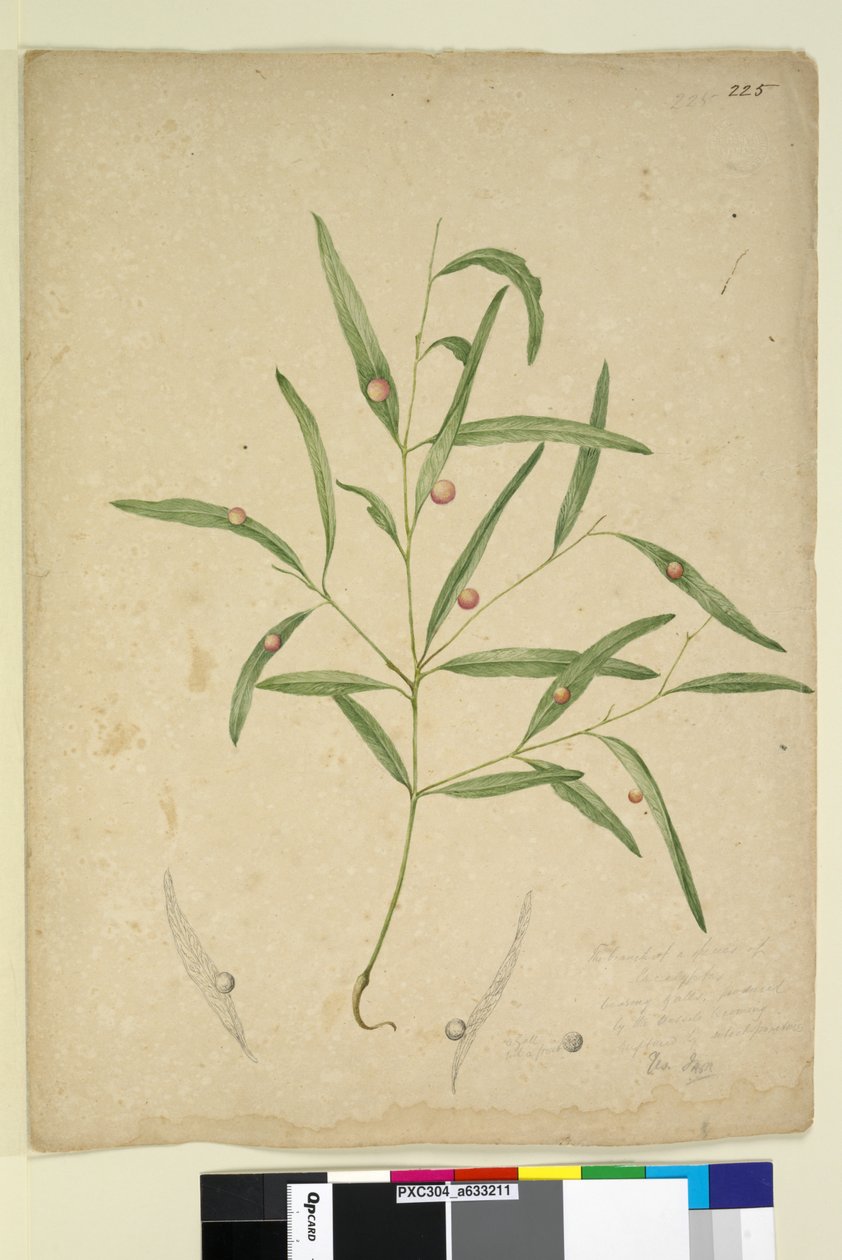 Page 225. The branch of a species of Eucalyptus bearing galls by John William Lewin